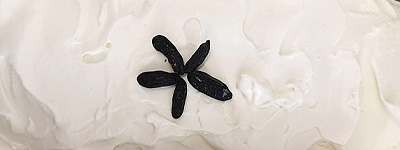 Cascada - Tonkabohne